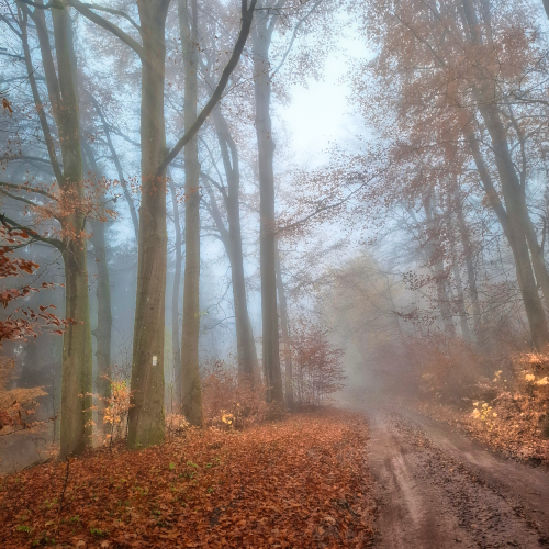 mystischerwald herbst quad